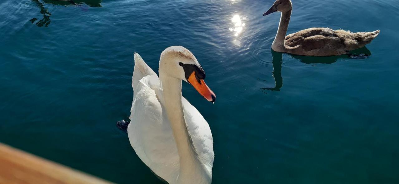 Lägenhet Biljana Lux Ohrid